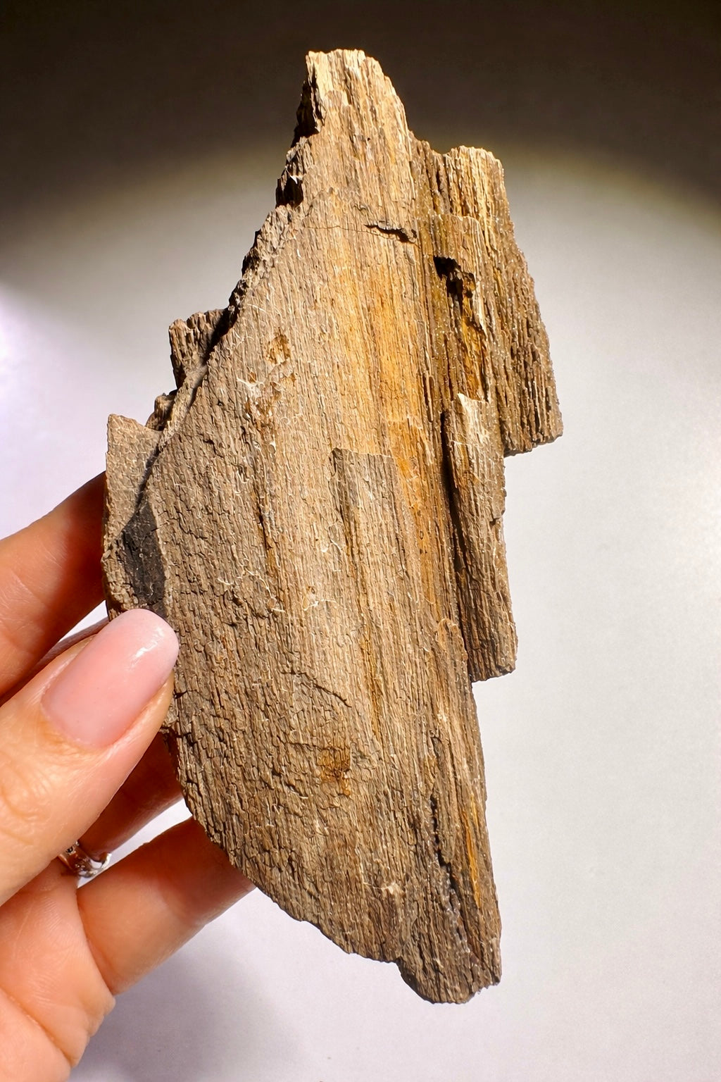 Funkelndes Feenholz 12 x 5,3 cm – Versteinertes Naturholz mit Quarzkristallen