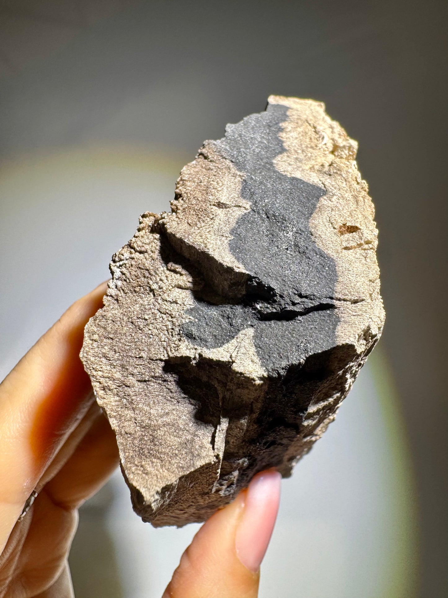 Versteinertes Holz ca. 7 cm – Feenholz mit funkelnden Quarzkristallen