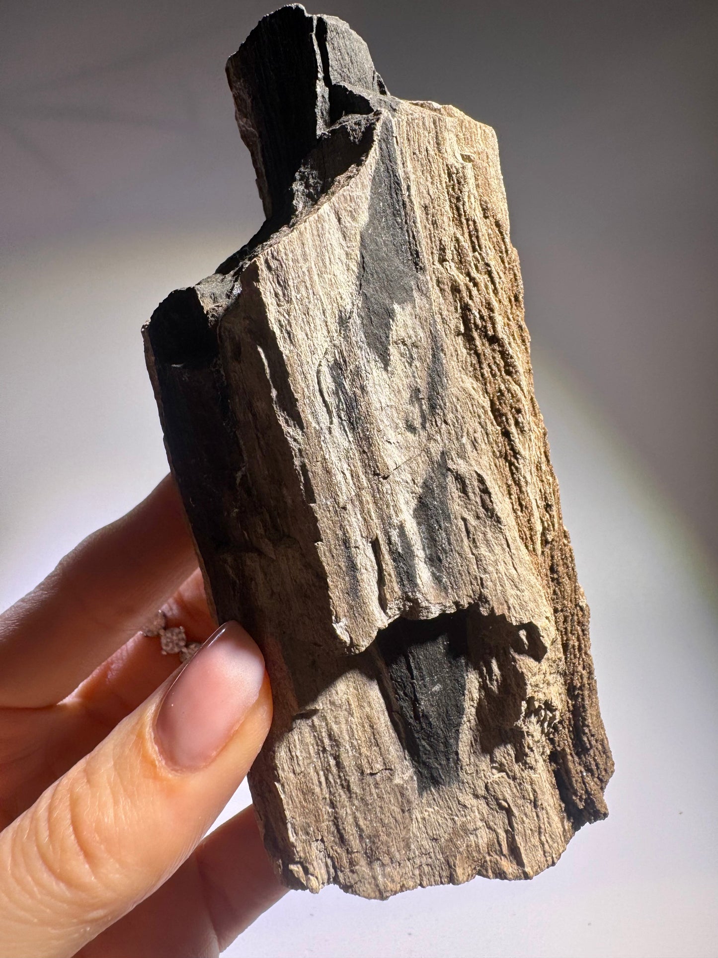 Versteinertes Holz 12.7 x 6 cm – Feenholz mit funkelnden Quarzkristallen
