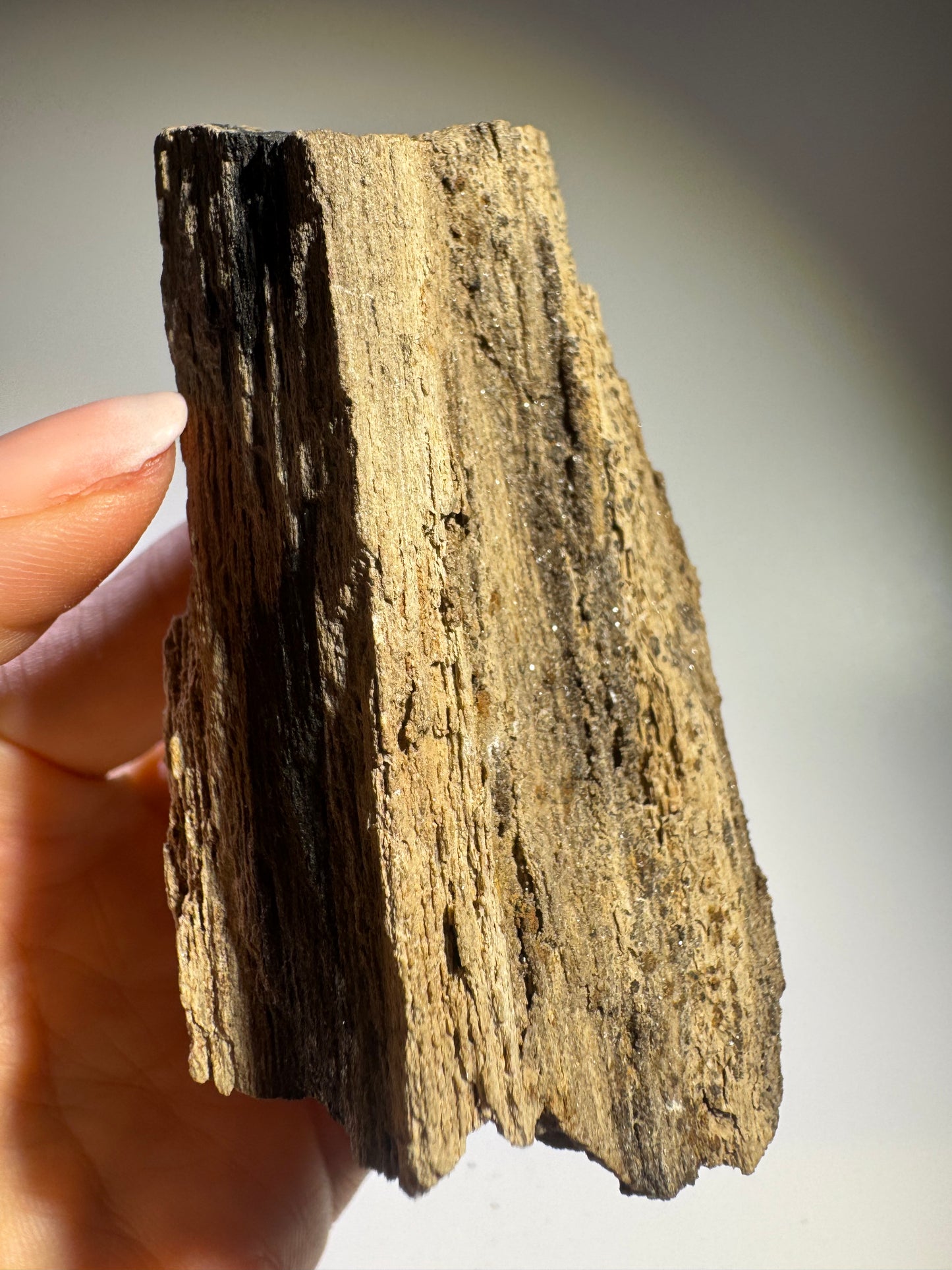 Magisches Feenholz 8 x 4,5 cm – Versteinertes Naturholz für Energie & Harmonie