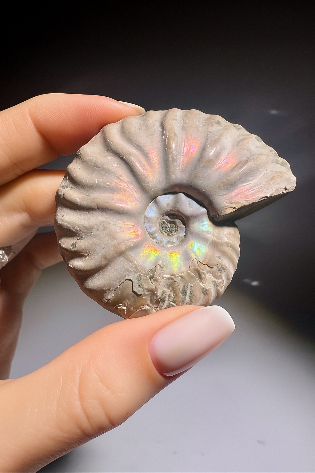 Opalisierter Ammonit – schillerndes Fossil aus der Urzeit