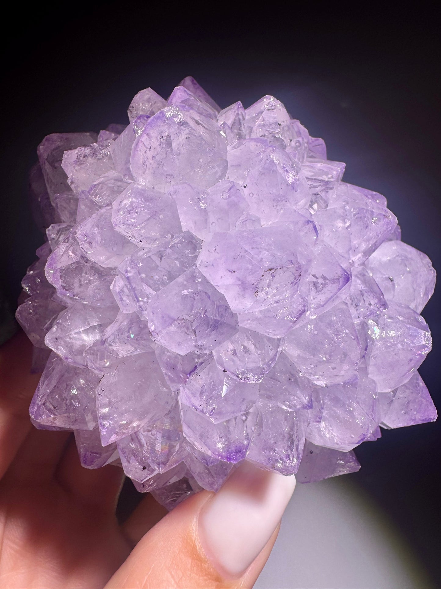 Amethystblüte 10,4 cm Uruguay fliederfarben