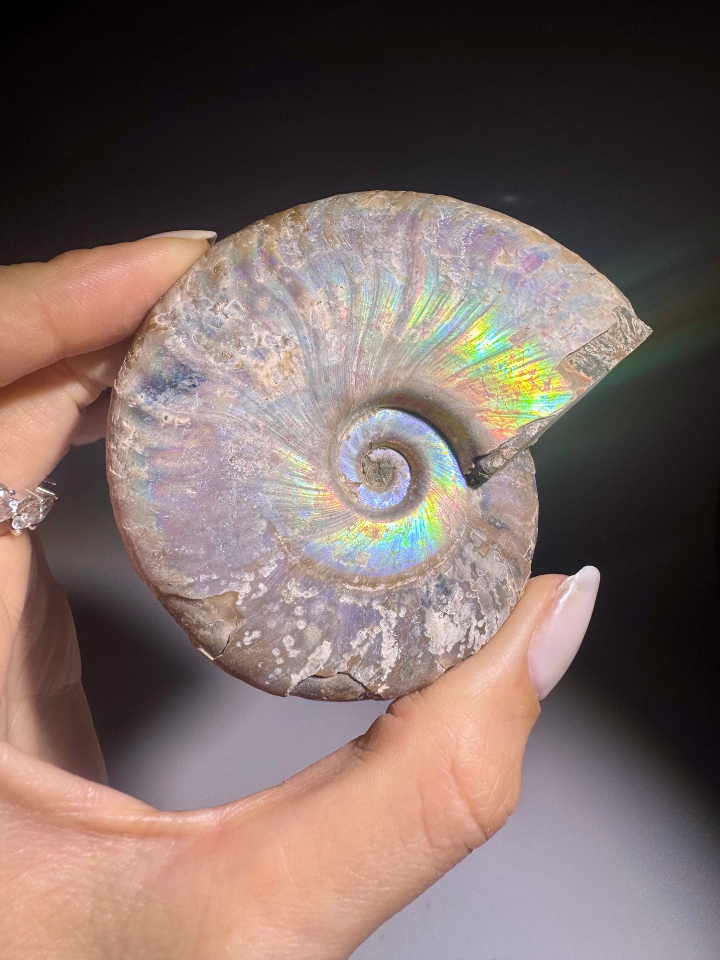 Ammonit Fossil echt kaufen