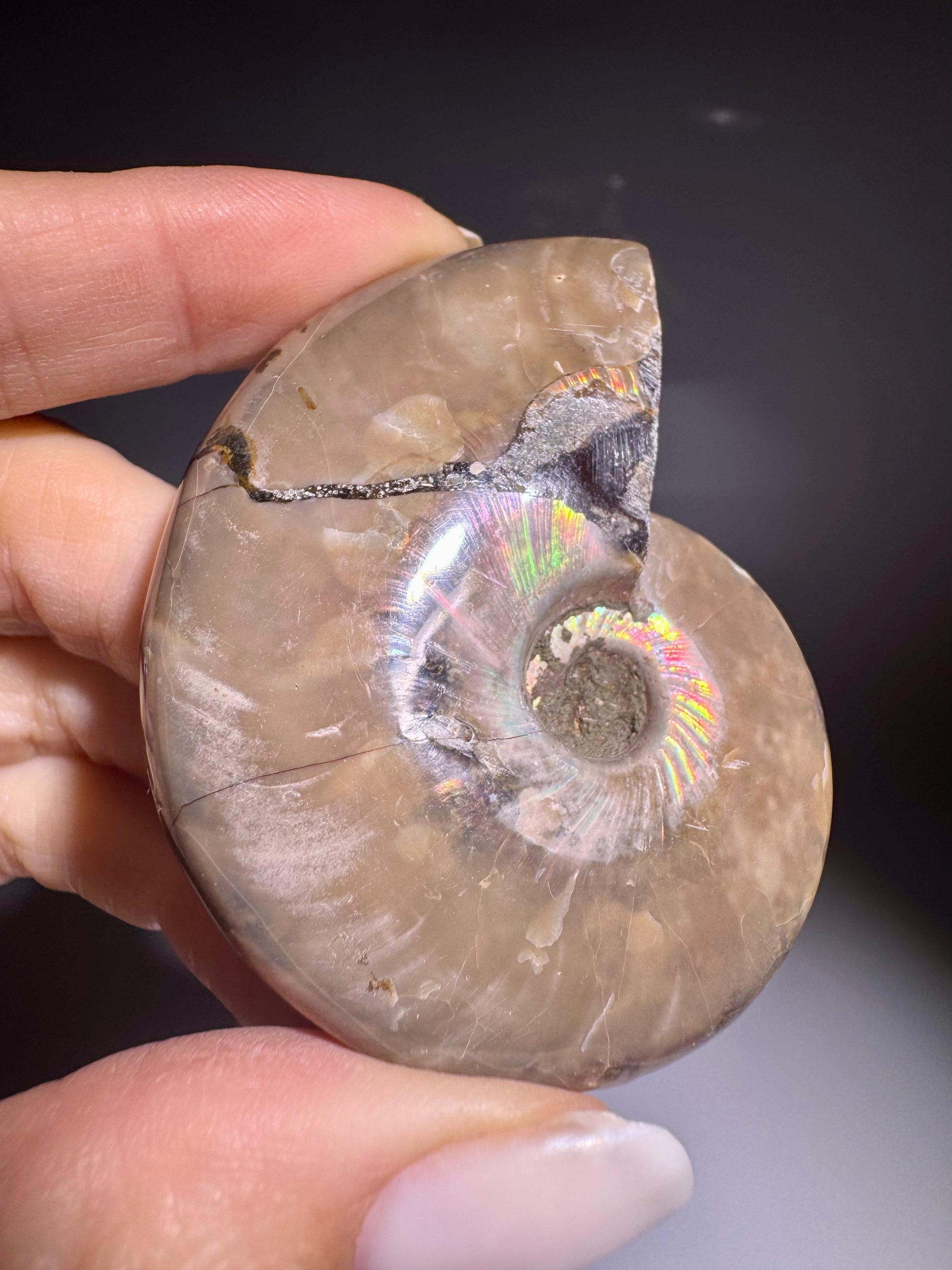 Ammonit Fossil mit irisierender Oberflaeche echte Farben kaufen