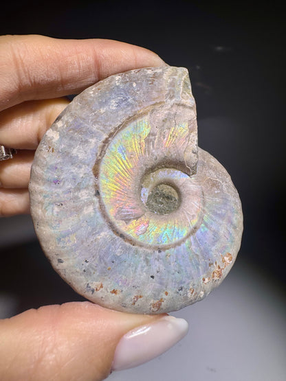 Ammonit mit Opalglanz – naturbelassenes Fossil – 5,8 cm – Rarität