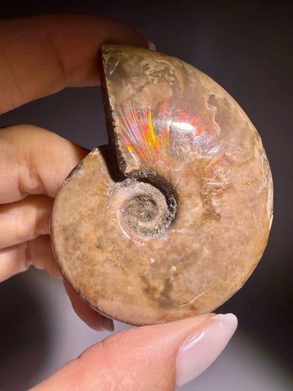 Farbspiel Ammonit Fossil aus Madagaskar zum Kaufen