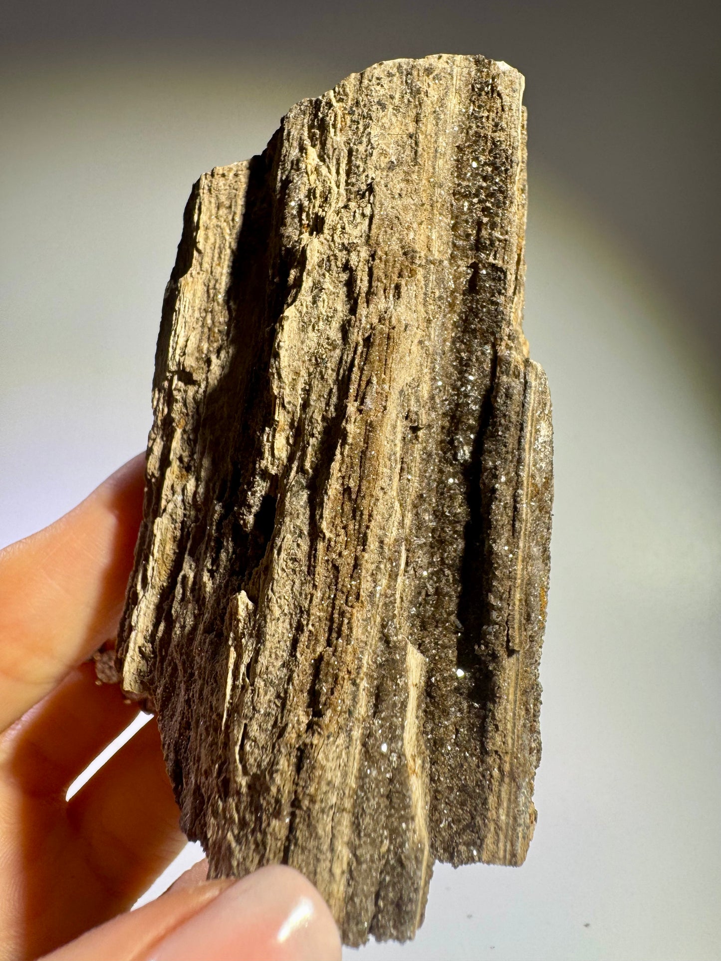 Feenholz 8 x 4,5 cm, versteinertes Naturholz – Kraftvolles Sammlerstück für innere Balance