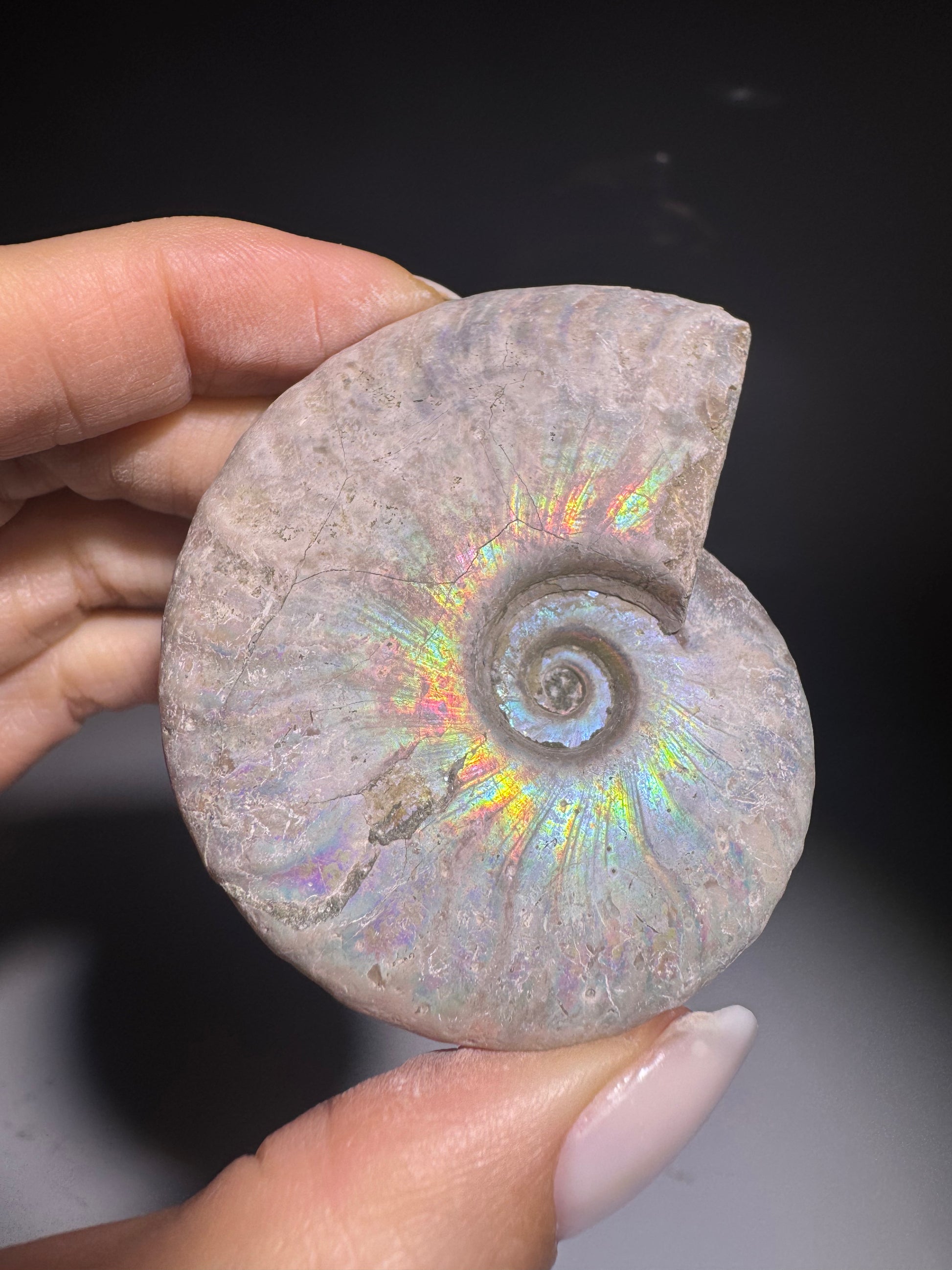 Fossiler Ammonit mit Opalschimmer – hochwertiges Sammlerstück – Herkunft Kanada