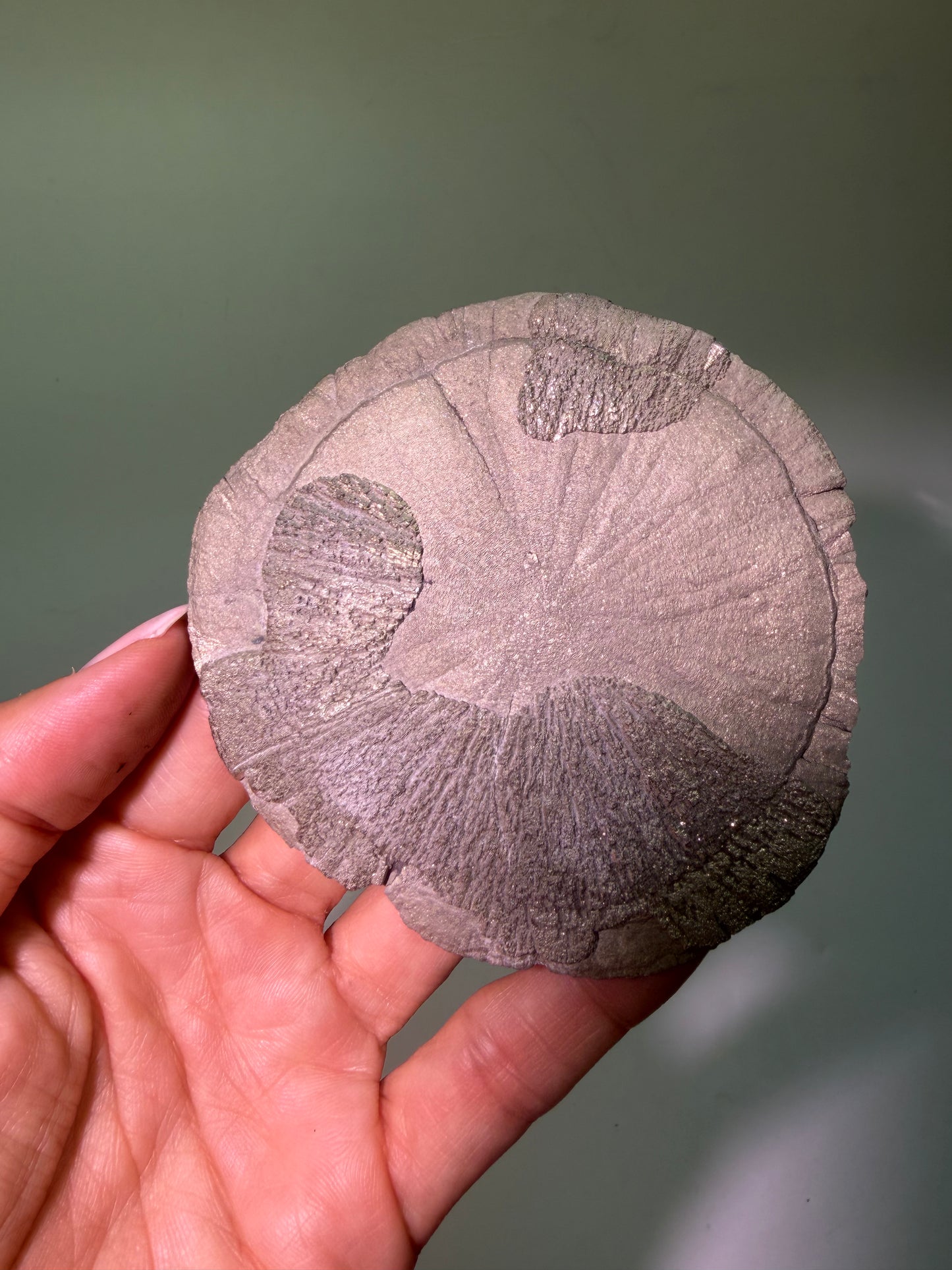 Pyrite Sun 9.7 cm – Exclusive Crystal Formation from the USA in Premium Quality