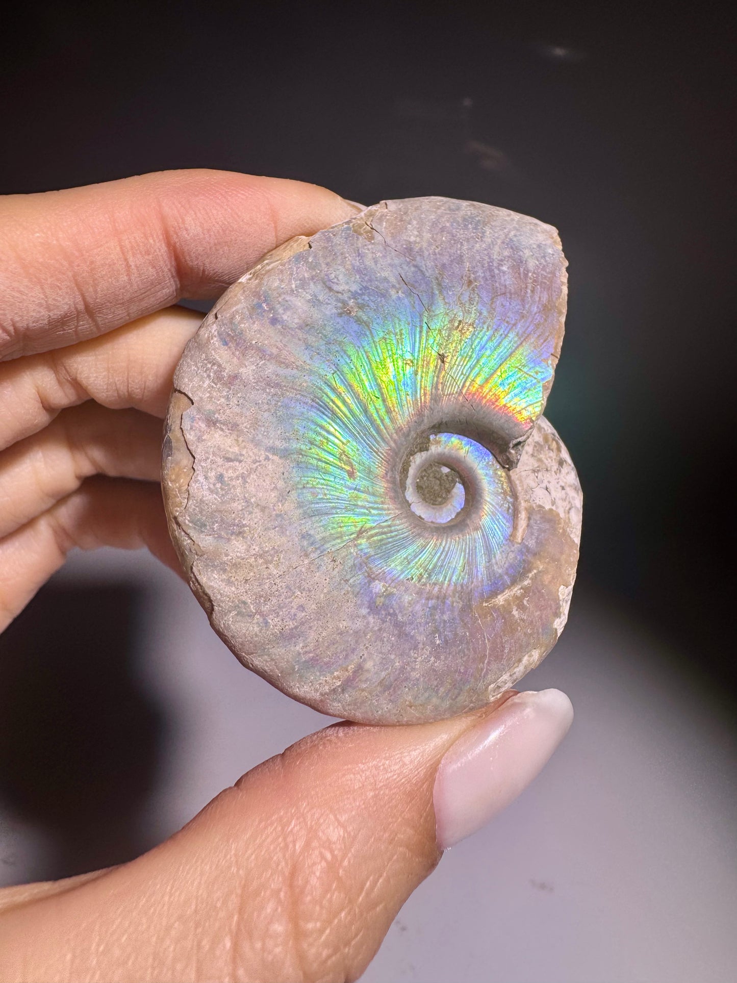 Opalisierter Ammonit – schillerndes Fossil aus der Urzeit