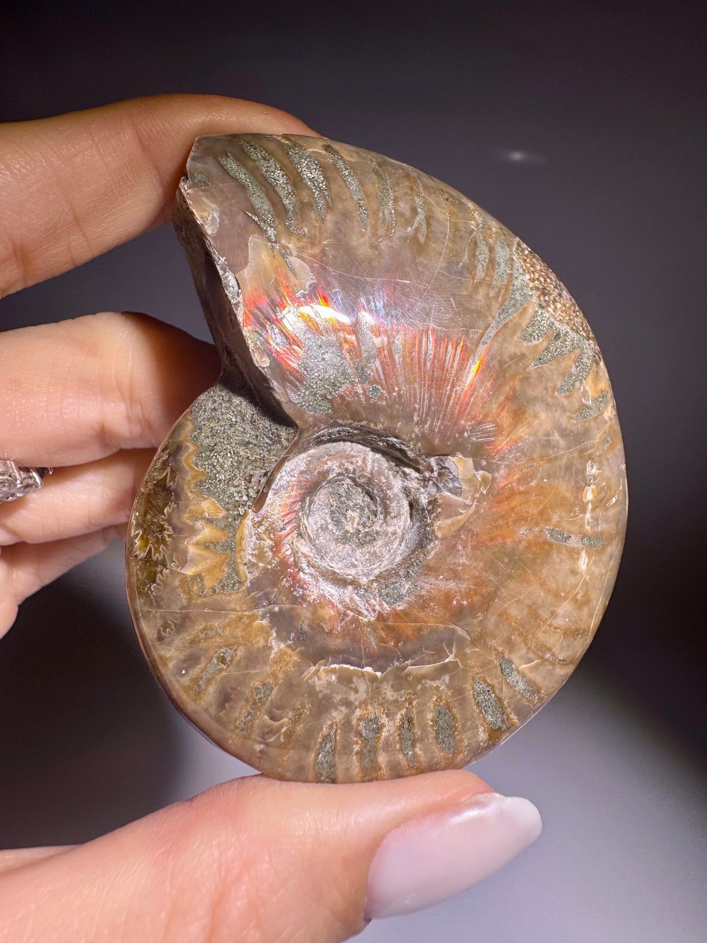 Irisierender Ammonit aus Madagaskar – Regenbogen-Fossil mit Magie