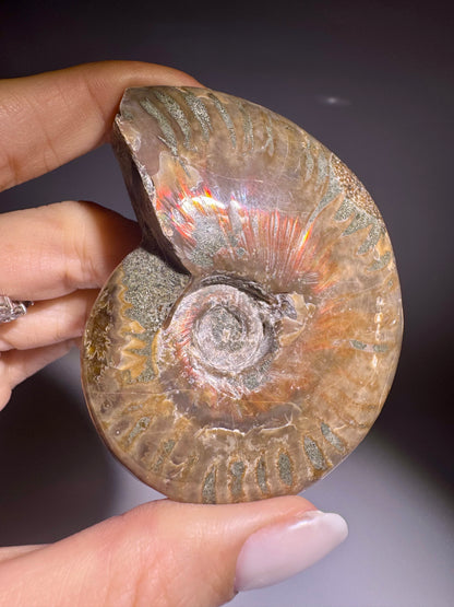 Irisierender Ammonit aus Madagaskar – Regenbogen-Fossil mit Magie