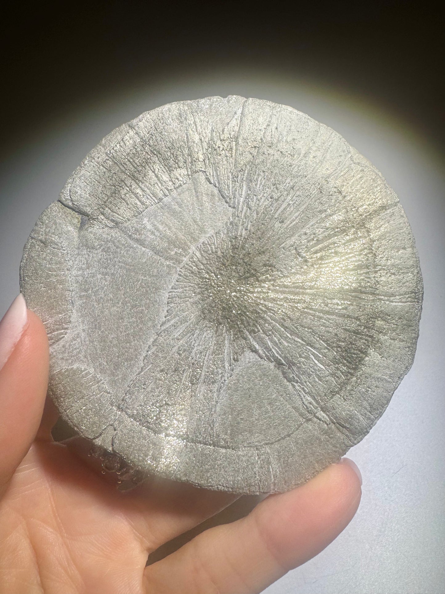 Pyritsonne 9 cm 159 g | Rundes Sammlerstück aus Illinois