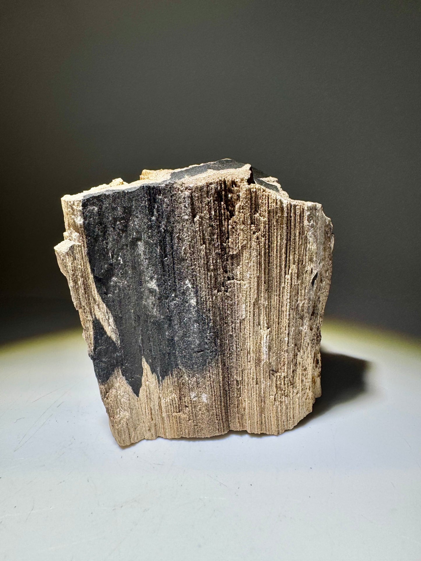 Versteinertes Holz ca. 7 cm – Feenholz mit funkelnden Quarzkristallen