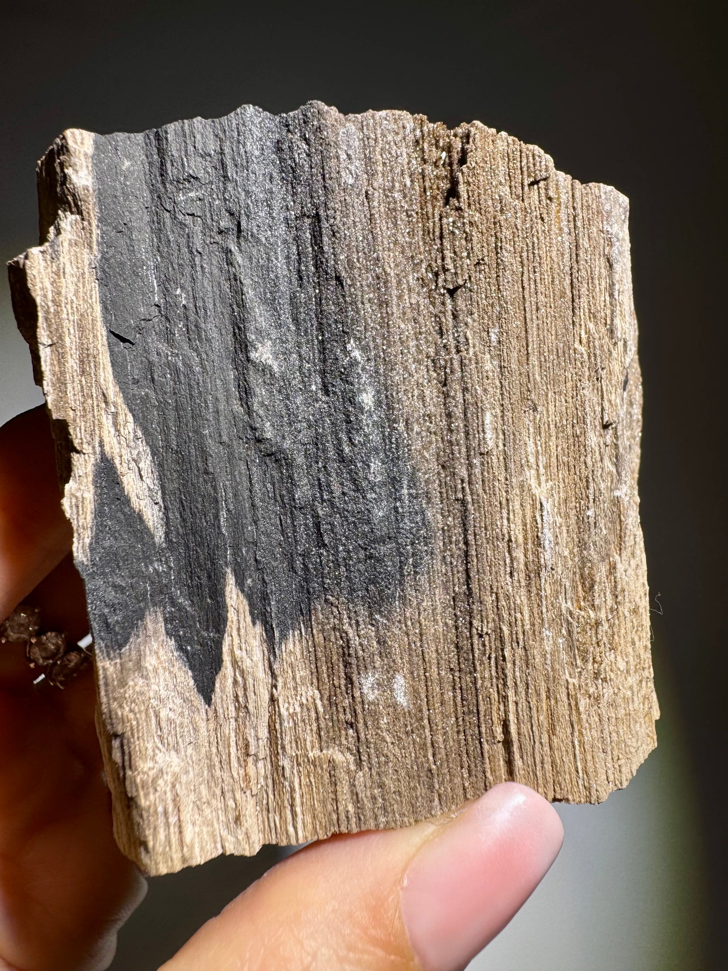 Versteinertes Holz ca. 7 cm – Feenholz mit funkelnden Quarzkristallen