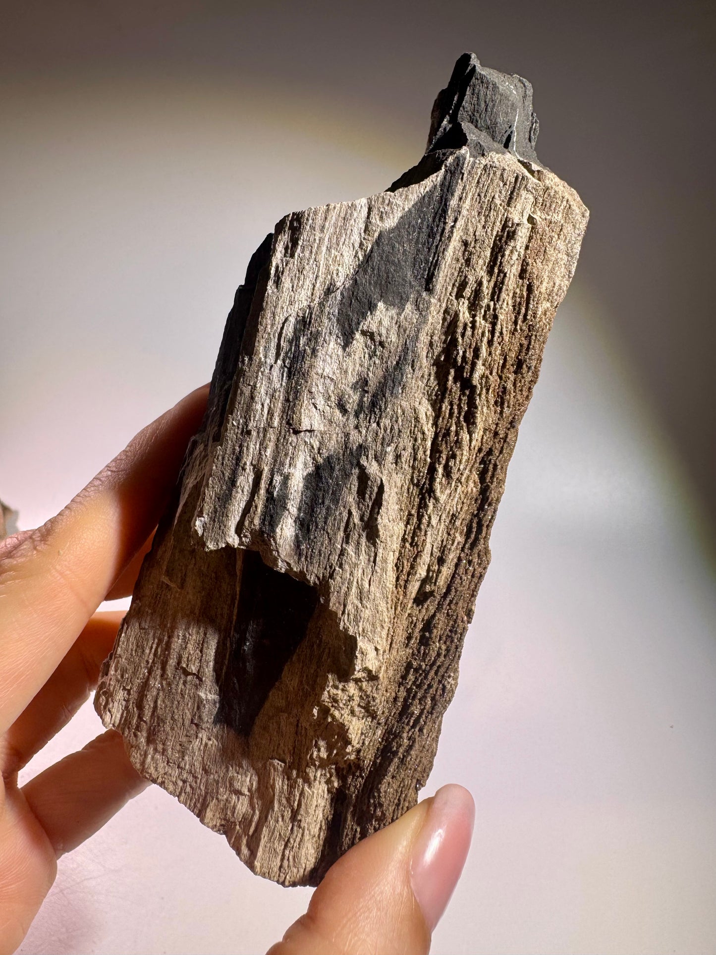 Versteinertes Holz 12.7 x 6 cm – Feenholz mit funkelnden Quarzkristallen