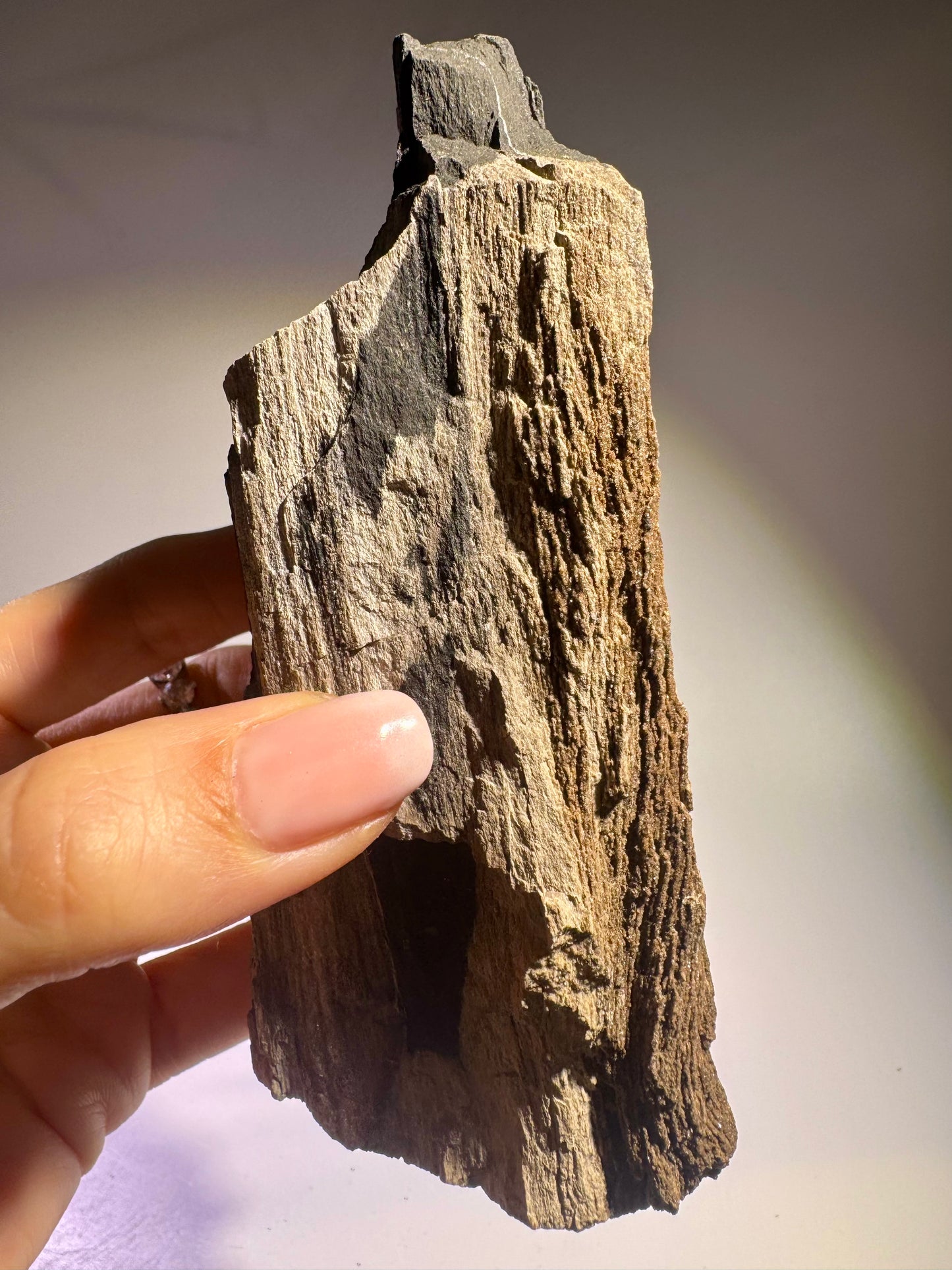 Versteinertes Holz 12.7 x 6 cm – Feenholz mit funkelnden Quarzkristallen