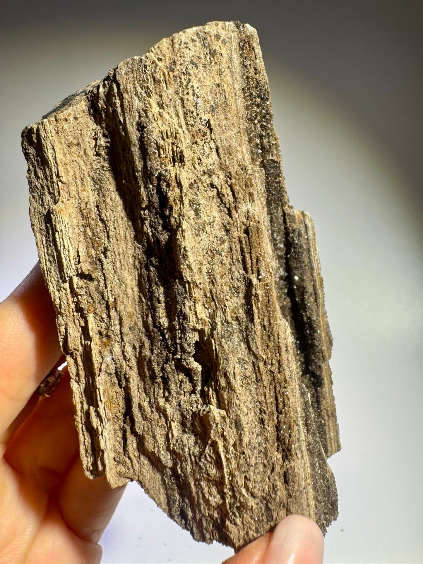 Magisches Feenholz 8 x 4,5 cm – Versteinertes Naturholz für Energie & Harmonie