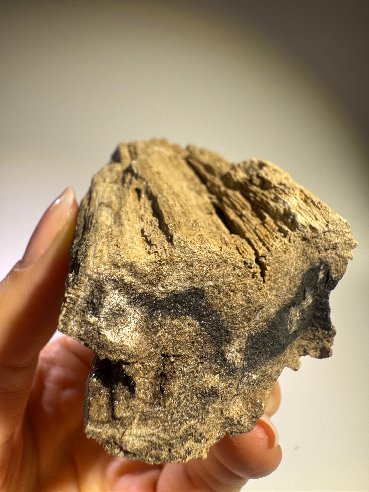 Magisches Feenholz 8 x 4,5 cm – Versteinertes Naturholz für Energie & Harmonie