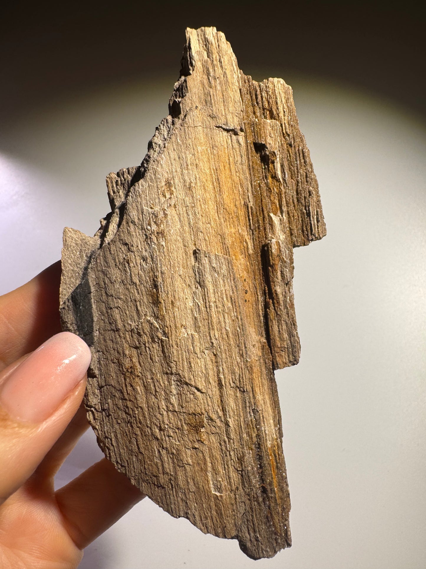 Funkelndes Feenholz 12 x 5,3 cm – Versteinertes Naturholz mit Quarzkristallen