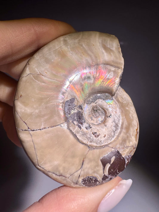 Irisierender Ammonit aus Madagaskar in Regenbogenfarben