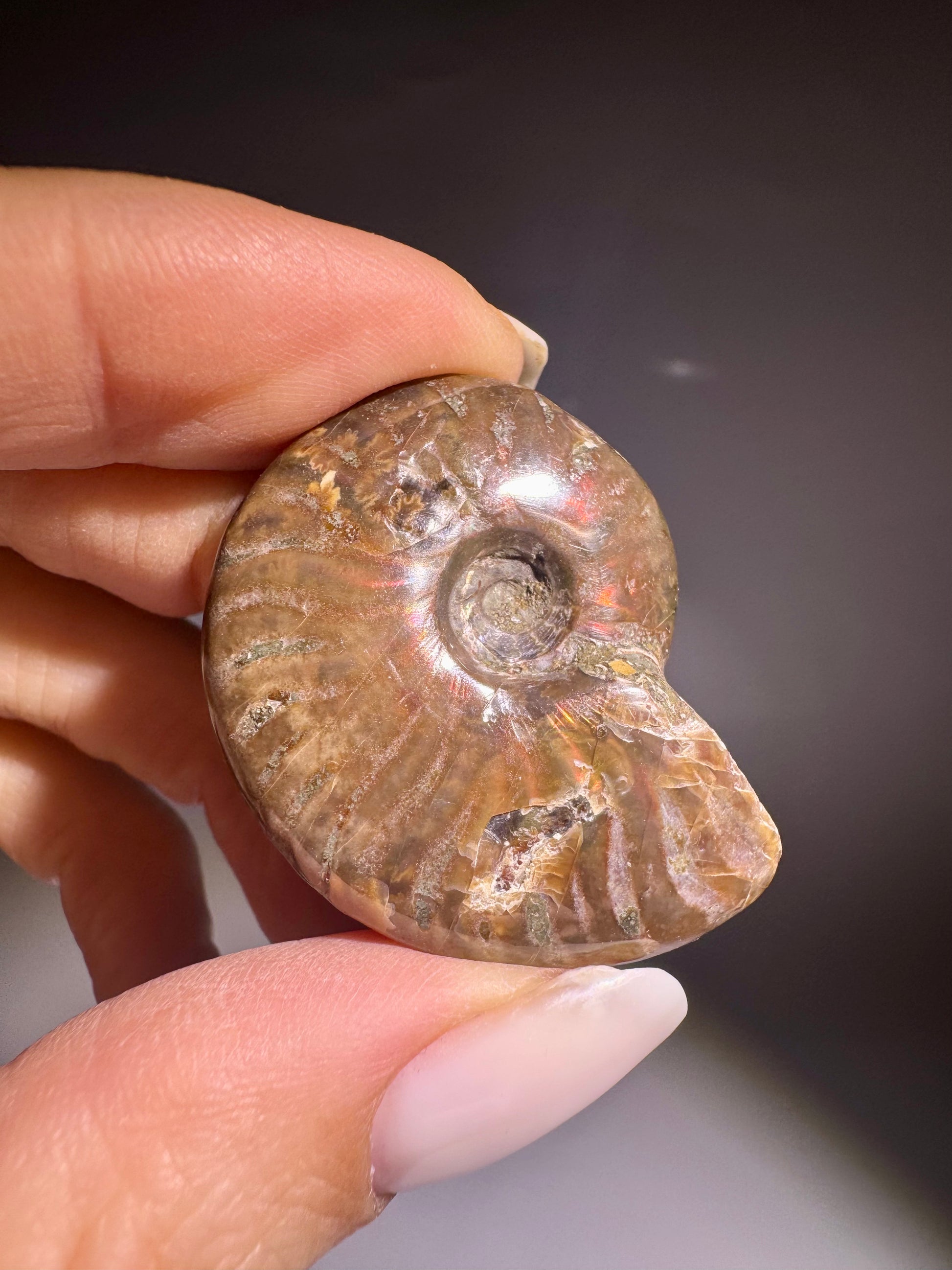 Irisierender Sammlerammonit echtes Fossil Auswahl verfuegbar