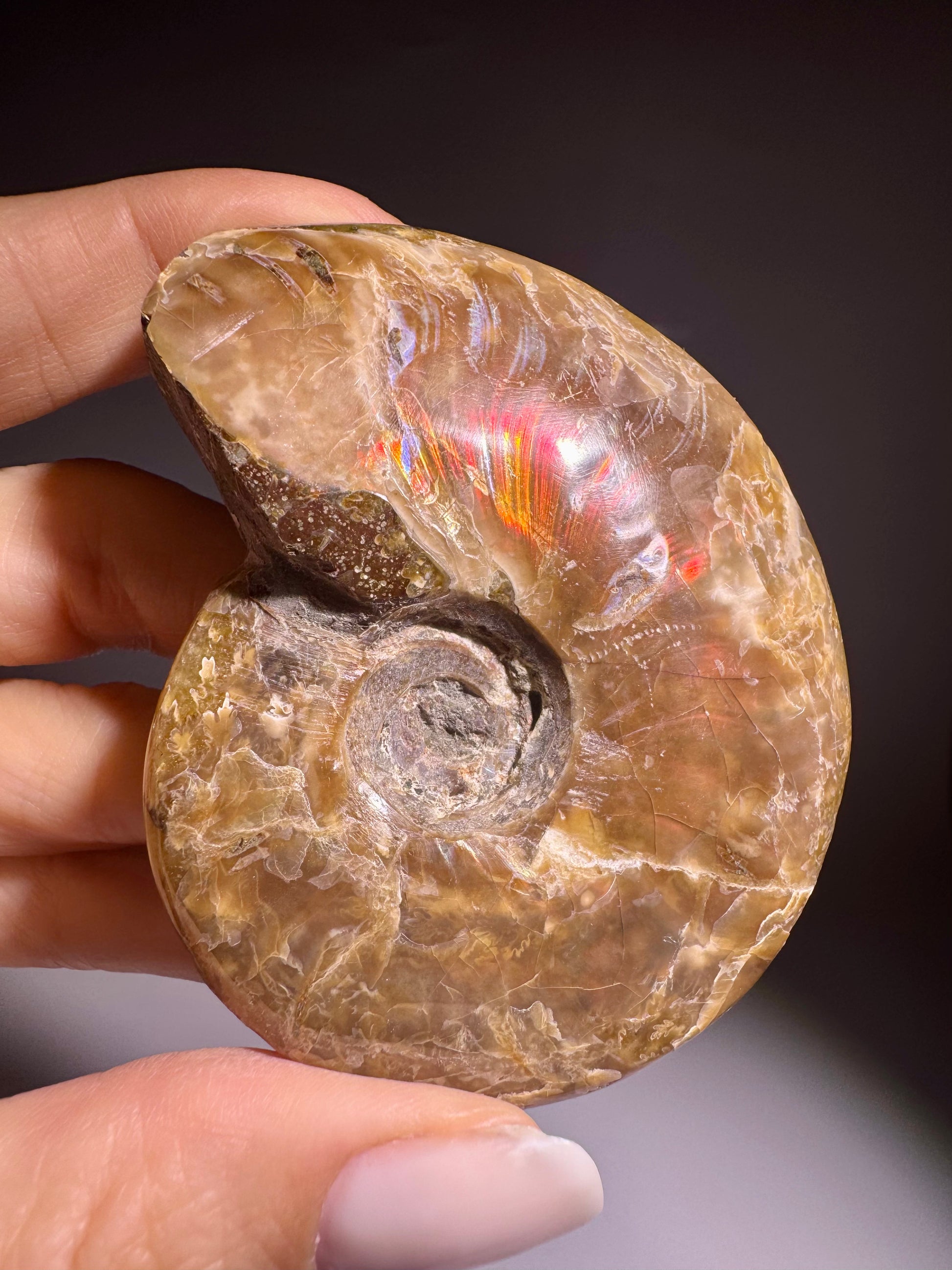 Natuerlich irisierender Ammonit mit gruener und violetter Schimmerung