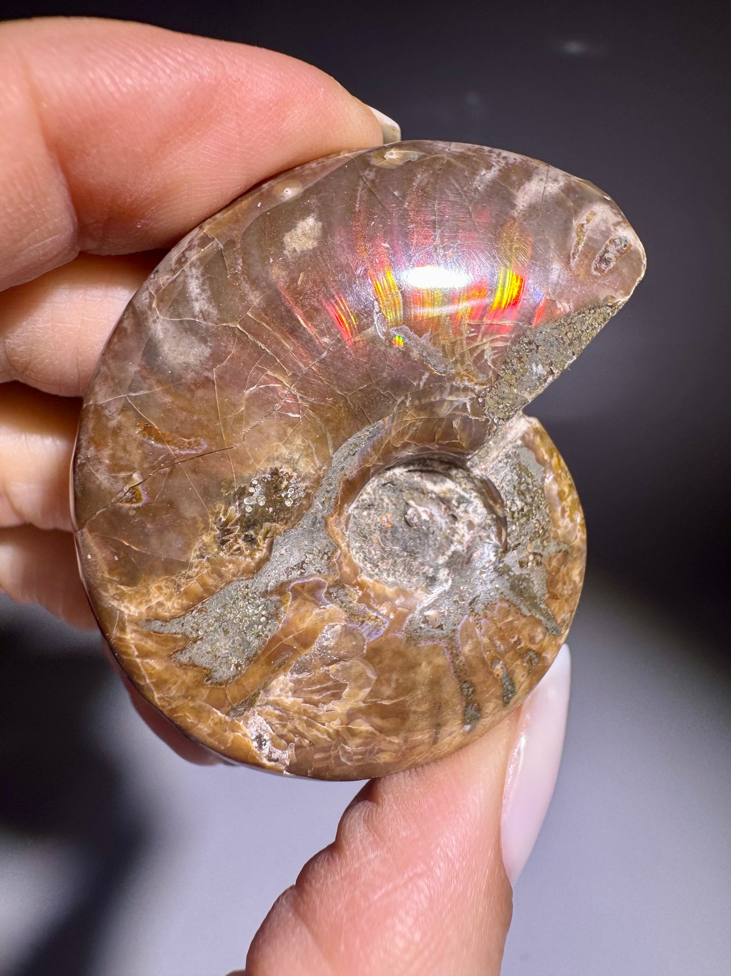 Opalisierender Ammonit in Spiralform Auswahl Einzelstueck