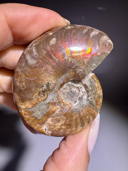 Opalisierender Ammonit in Spiralform Auswahl Einzelstueck