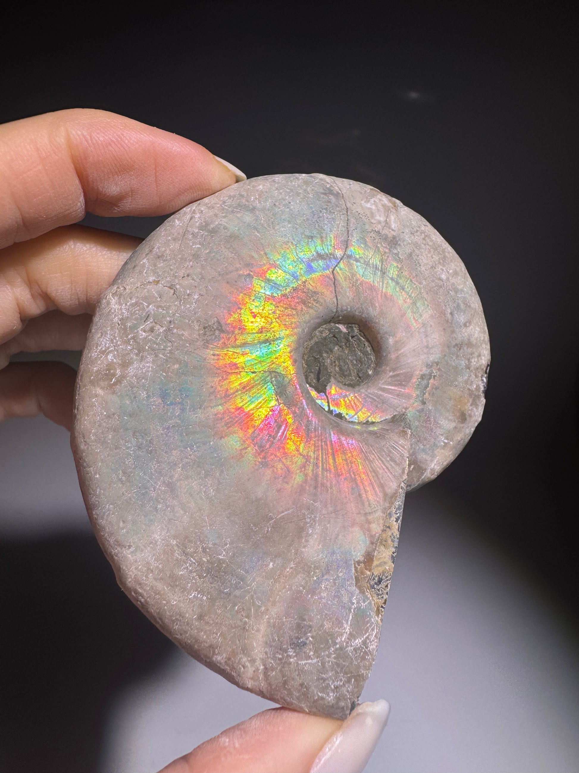 Opalisierter Ammonit Edelstein – einzigartige Regenbogenfarben – jetzt kaufen