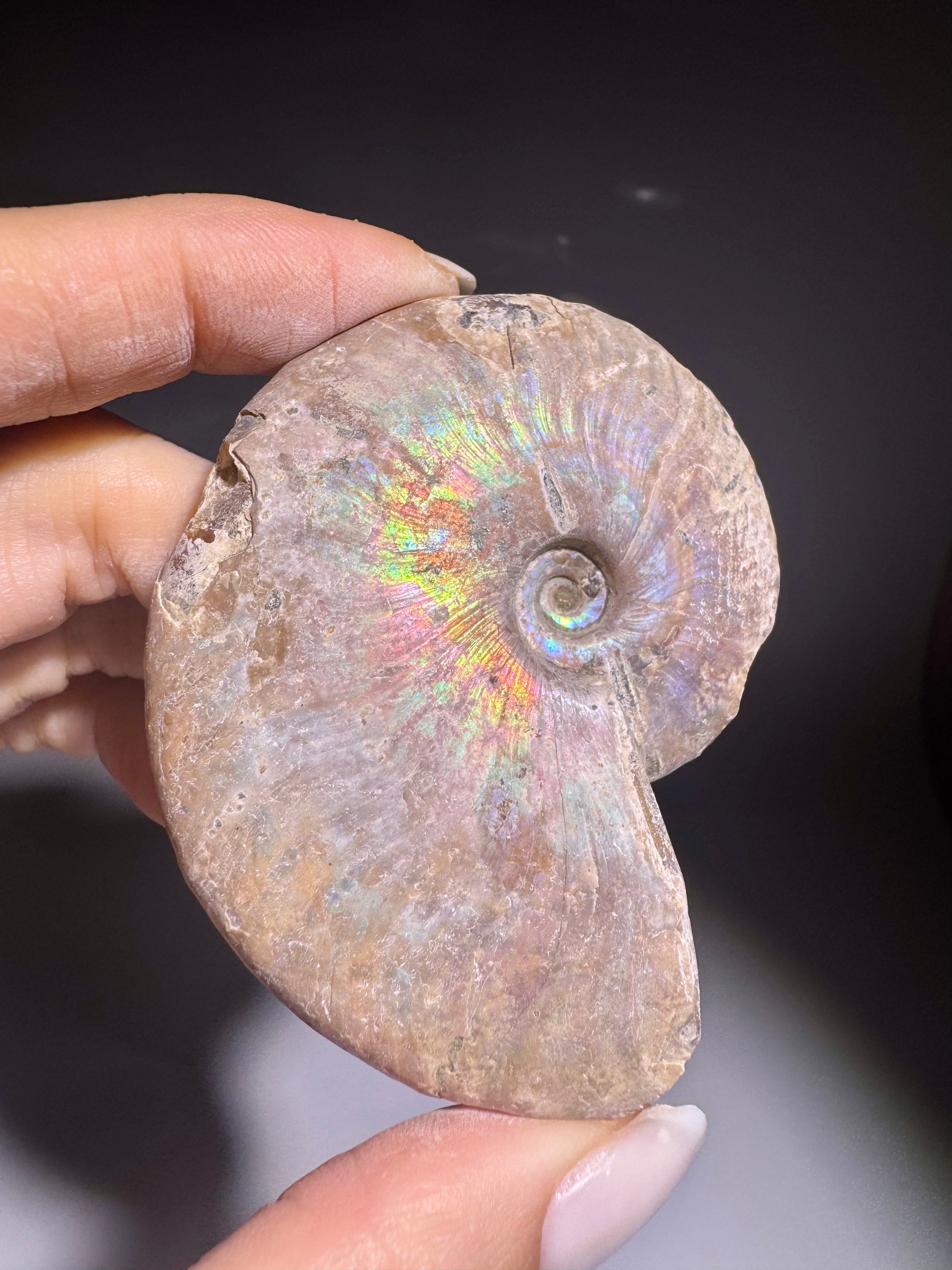 Opalisierter Ammonit Stein – Millionen Jahre alt – kaufen bei Unique Crystals