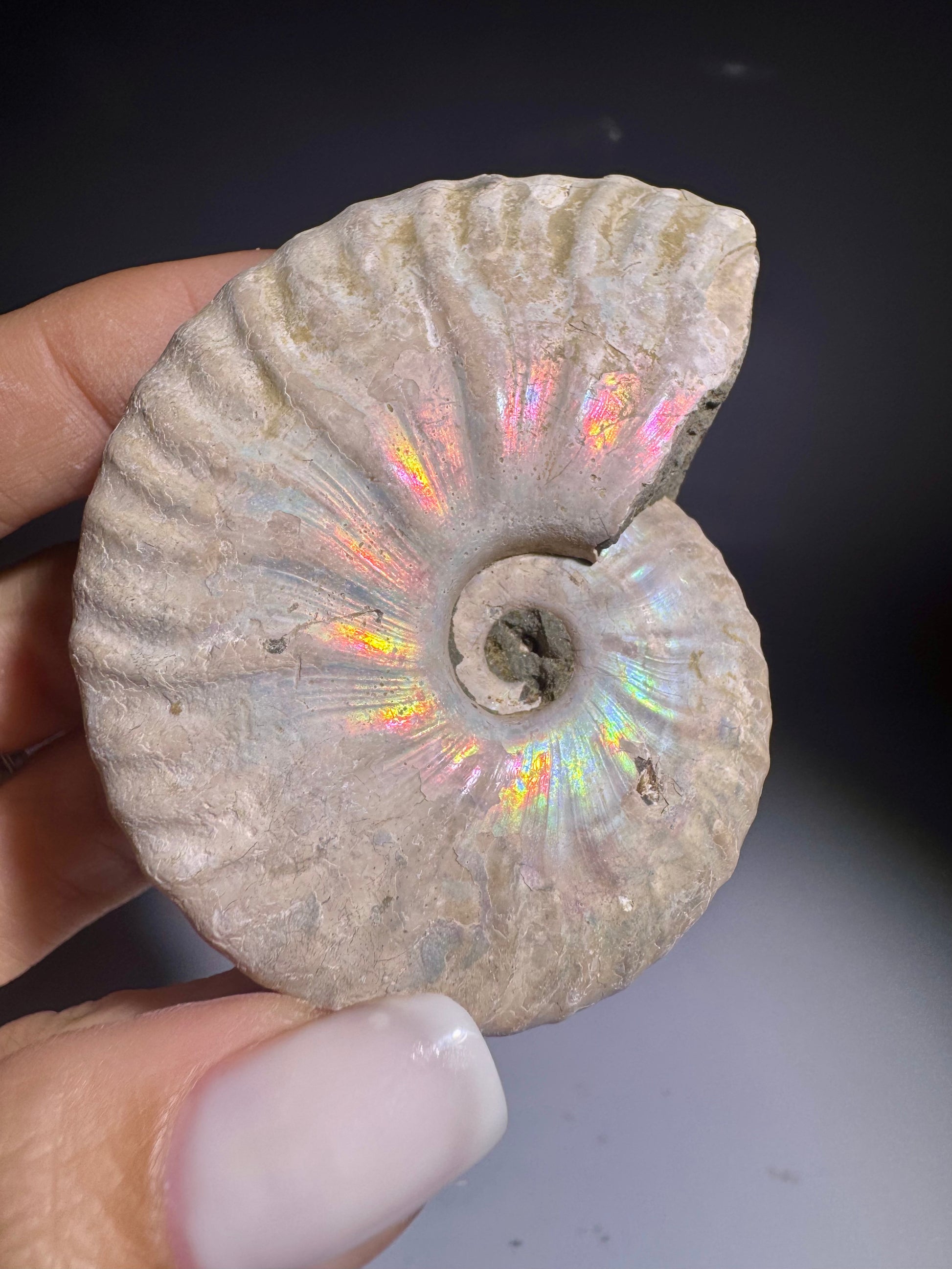 Opalisierter Ammonit aus Marokko – 65 g – Fossilien Sammlung kaufen