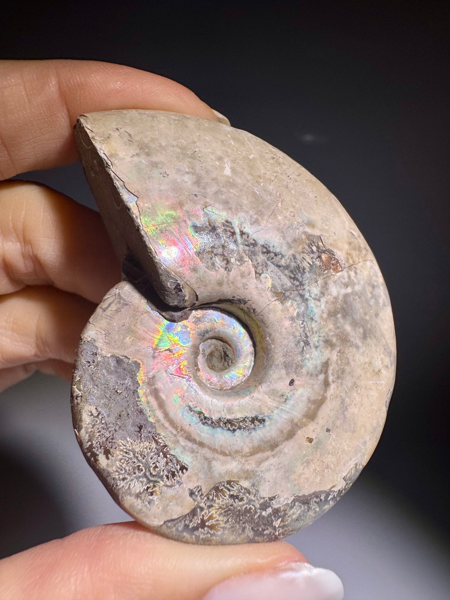 Polierter Regenbogen Ammonit Fossil Herkunft Madagaskar