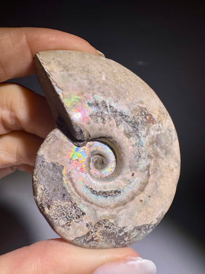 Polierter Regenbogen Ammonit Fossil Herkunft Madagaskar