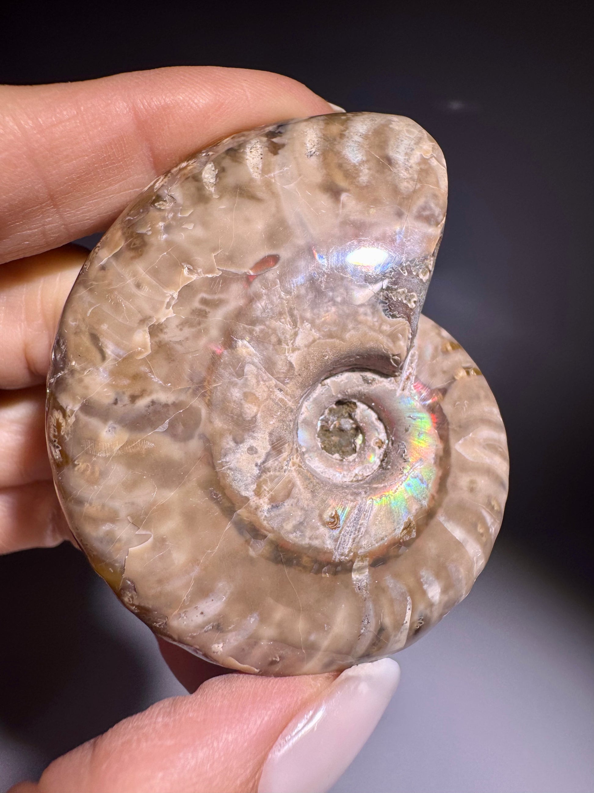 Polierter Regenbogen Ammonit Fossil Herkunft Madagaskar