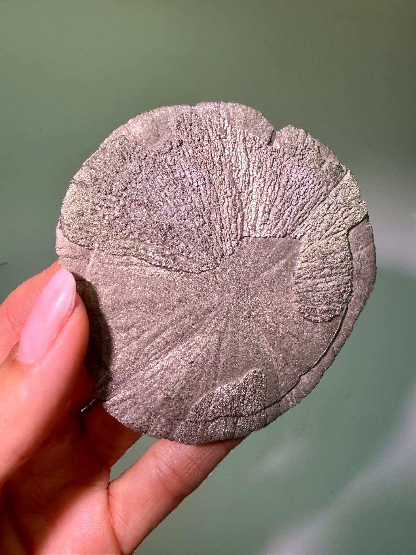 Seltene Pyritsonne ca. 8,6 cm – Einzigartiges Naturstück aus den USA
