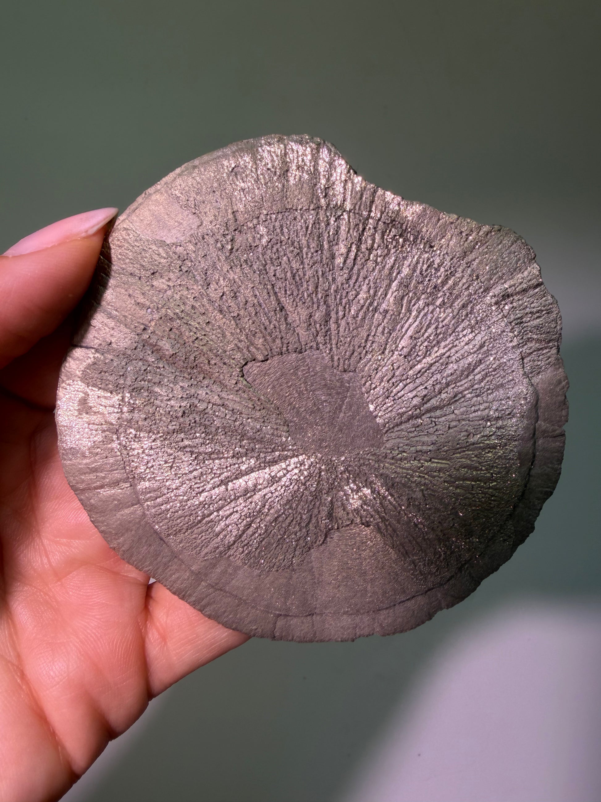 Seltene Pyritsonne ca. 8,6 cm – Einzigartiges Naturstück aus den USA