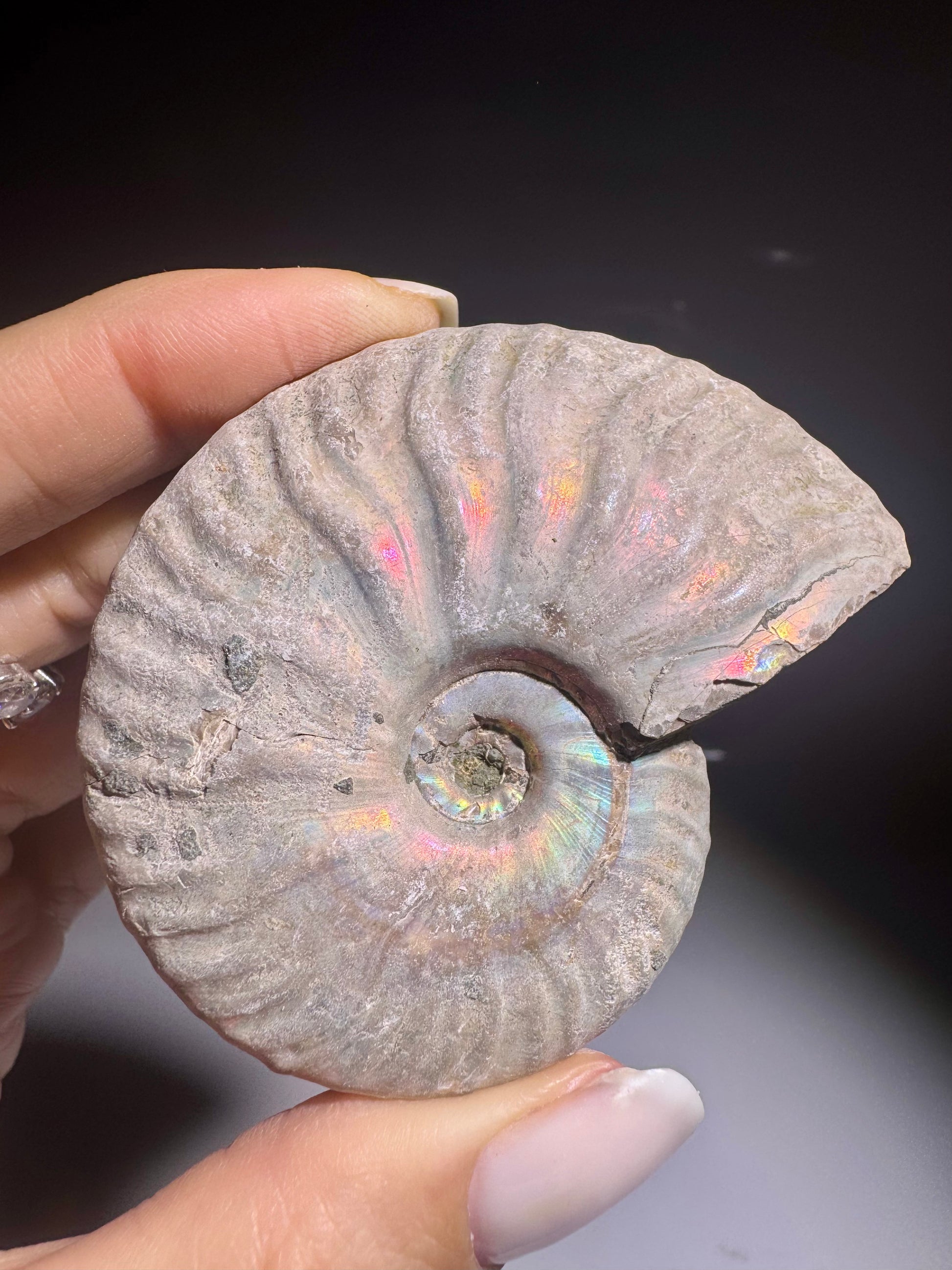 Seltenes Ammonit Fossil mit natürlicher Opalisierung – 5,8 cm – Uruguay