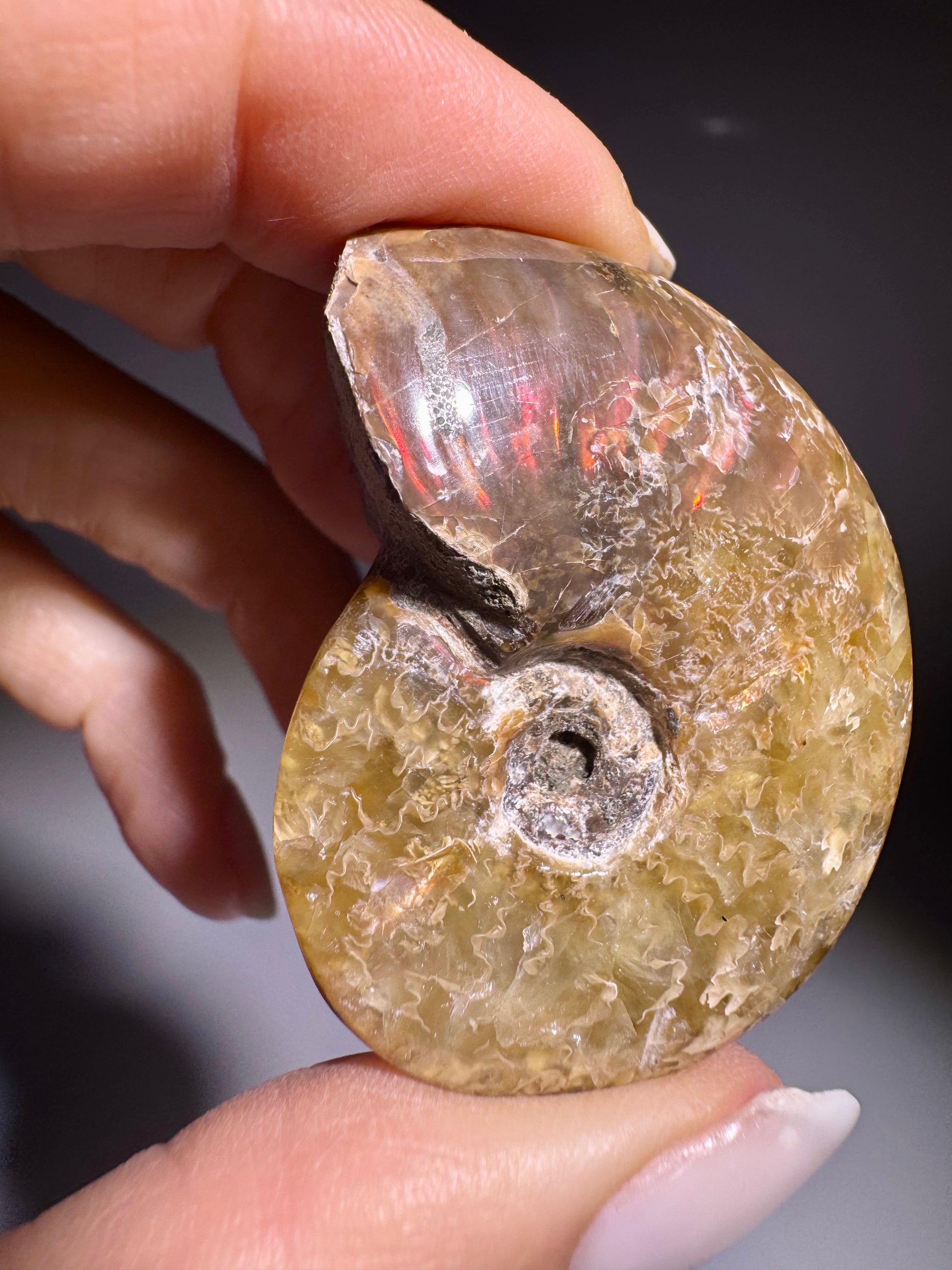Seltenes Ammoniten Fossil mit Perlmuttglanz aus Madagaskar kaufen