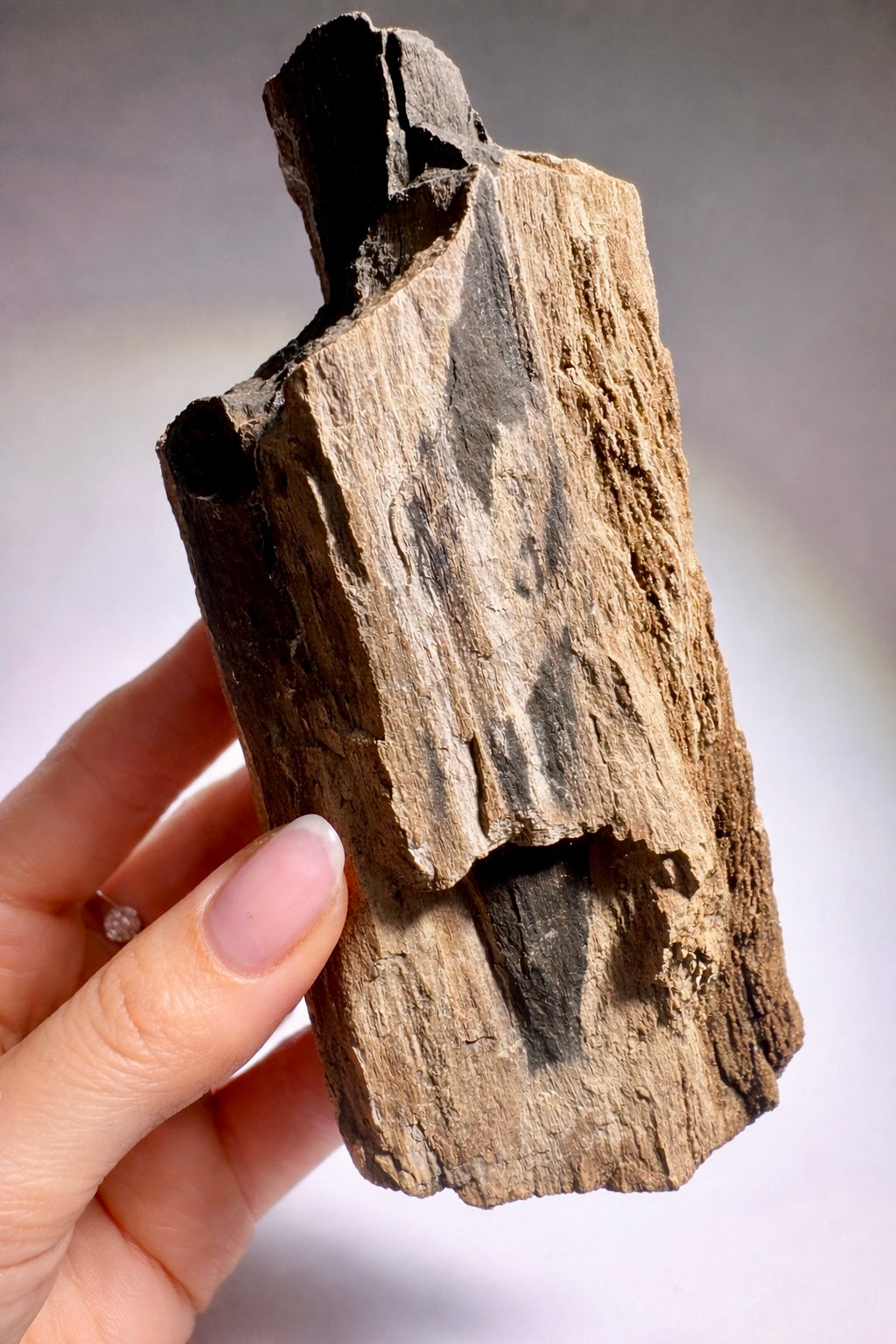 Versteinertes Holz 12.7 x 6 cm – Feenholz mit funkelnden Quarzkristallen