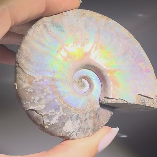 Ammonit Fossil echt kaufen