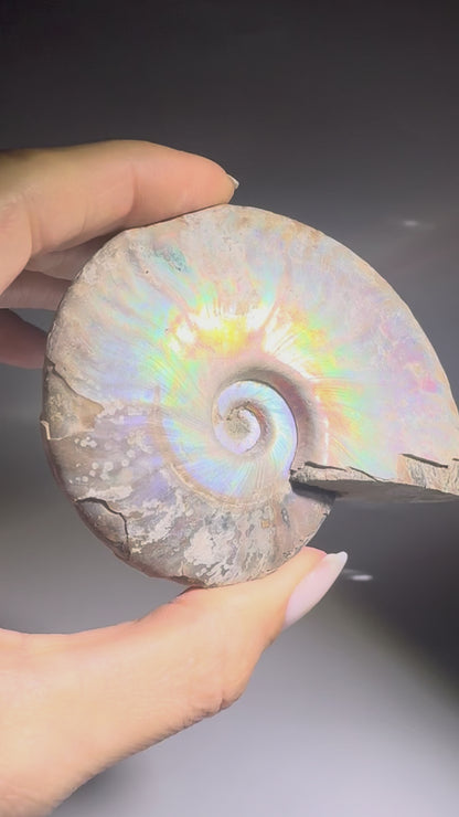 Ammonit Fossil echt kaufen