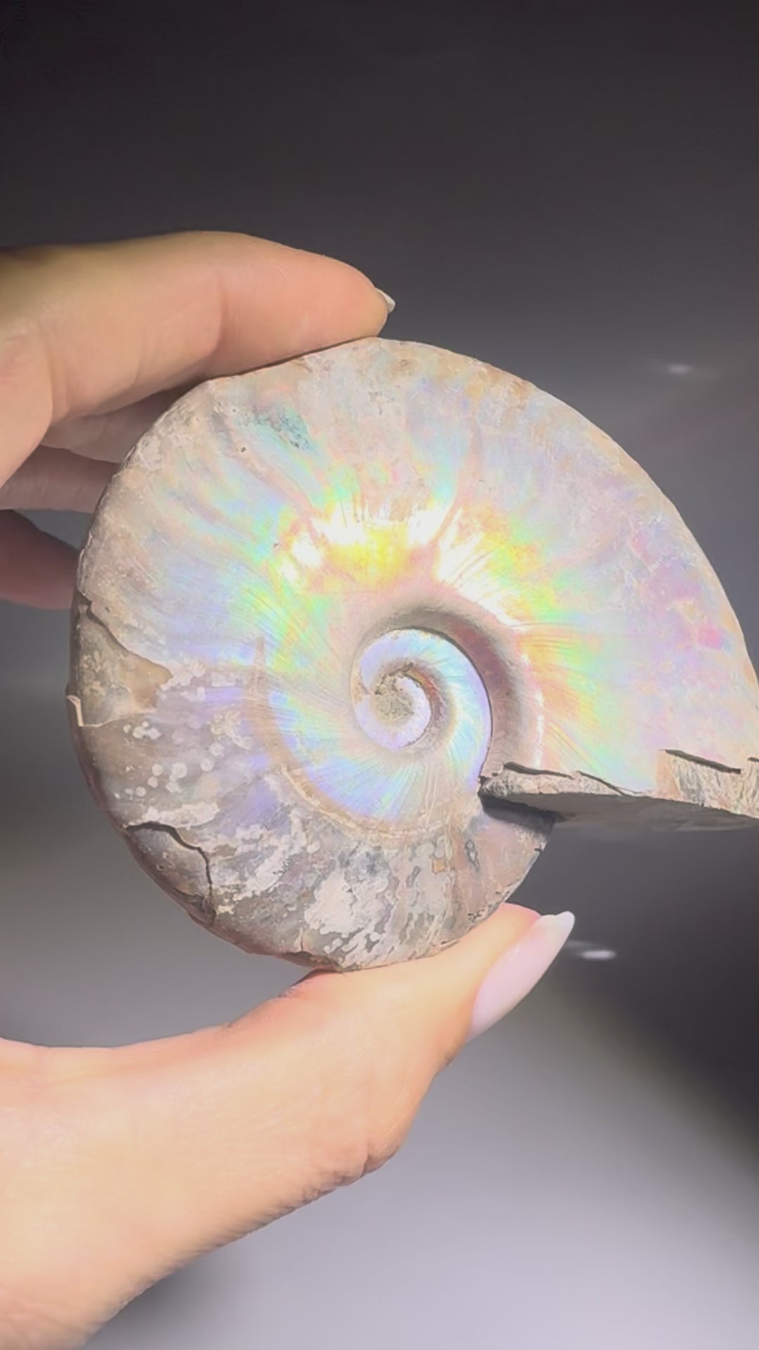 Ammonit Fossil echt kaufen