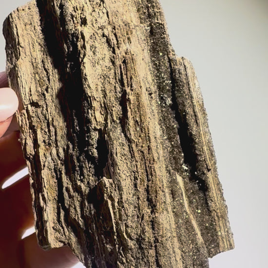 Feenholz 8 x 4,5 cm, versteinertes Naturholz – Kraftvolles Sammlerstück für innere Balance