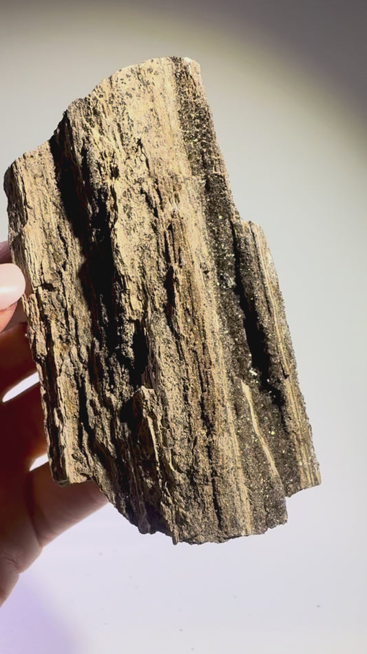 Feenholz 8 x 4,5 cm, versteinertes Naturholz – Kraftvolles Sammlerstück für innere Balance