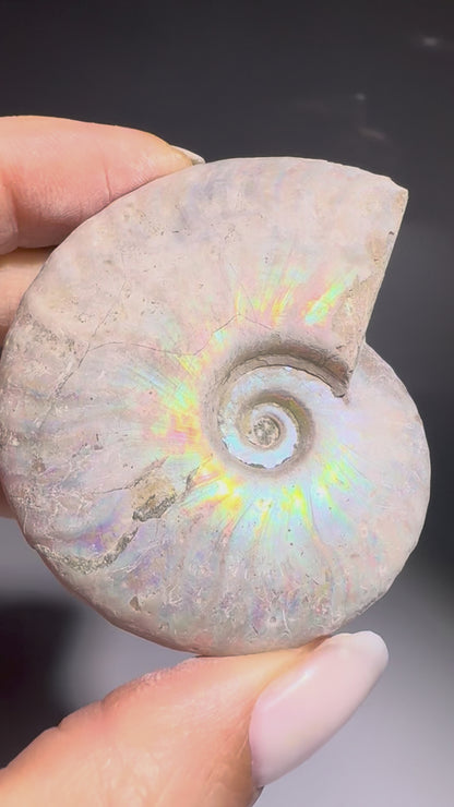 Opalisierter Ammonit – schillerndes Fossil aus der Urzeit