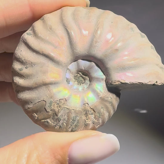 Farbintensiver Ammonit mit Opalisierung – Fossil Schmuckstein – Madagaskar Fund