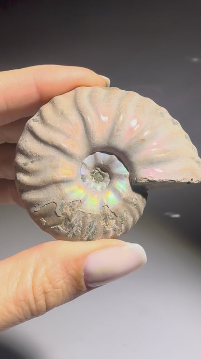 Farbintensiver Ammonit mit Opalisierung – Fossil Schmuckstein – Madagaskar Fund