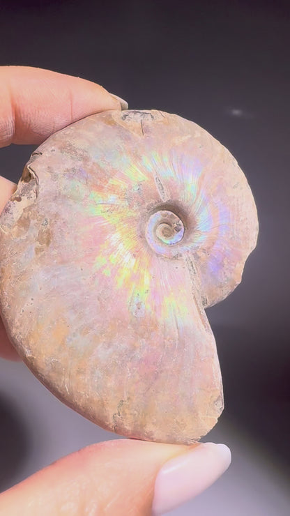 Opalisierter Ammonit – schillerndes Fossil aus der Urzeit