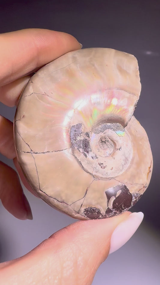Irisierender Ammonit aus Madagaskar – Regenbogen-Fossil mit Magie
